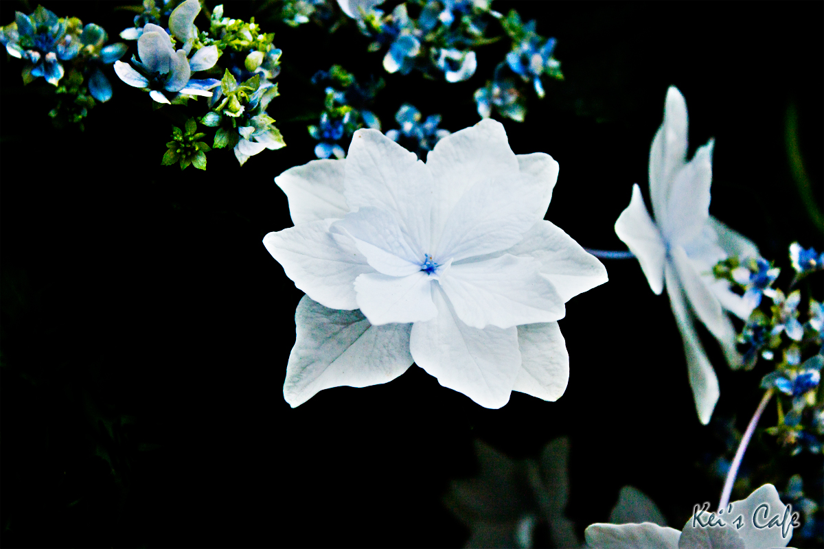 白いアジサイはなぜ白い？ / Why are white hydrangeas white?