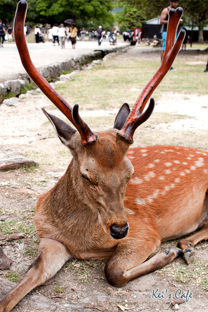 奈良公園の鹿 / Deer in Nara Park